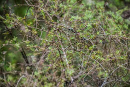 Sivun Kunzea ericoides (A. Rich.) J. Thompson kuva