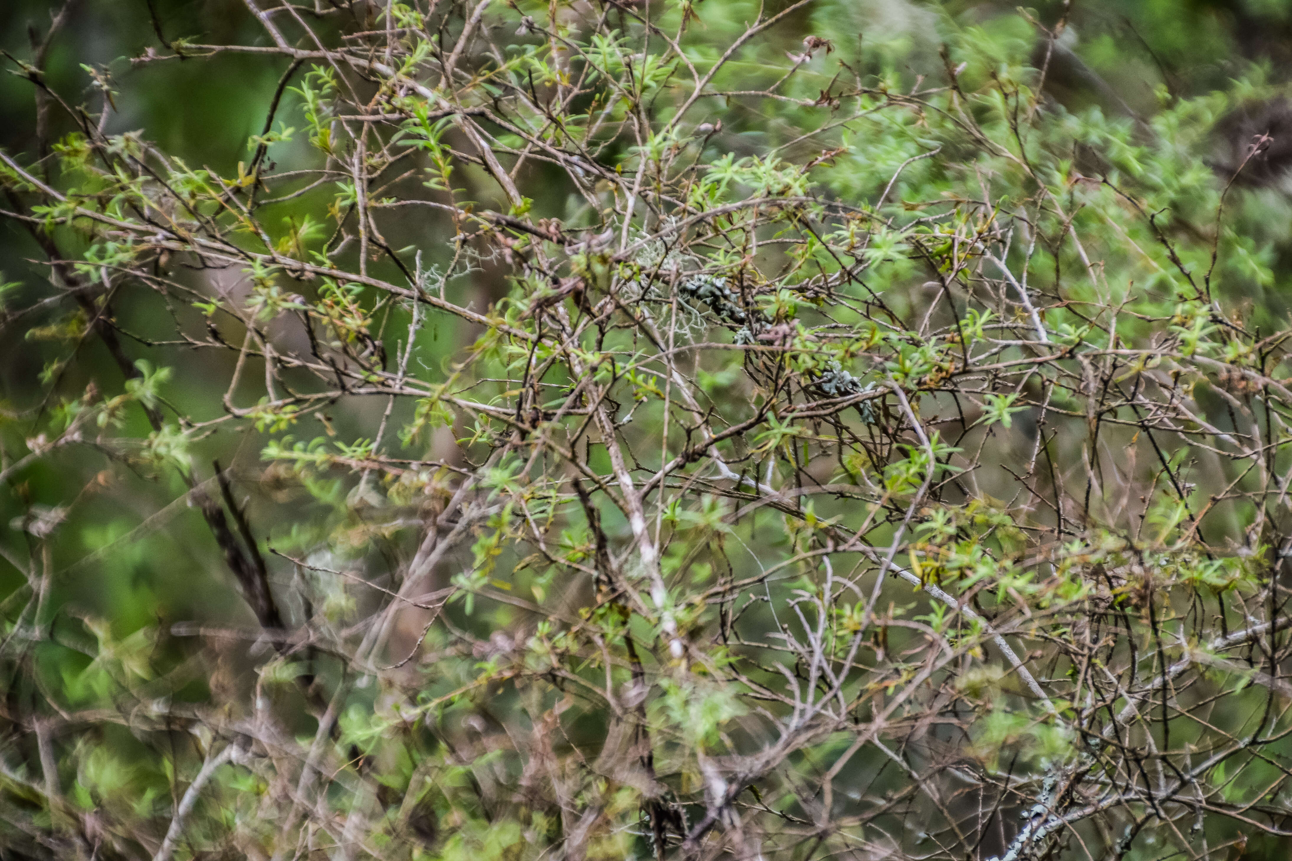 Sivun Kunzea ericoides (A. Rich.) J. Thompson kuva