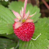 Image of strawberry