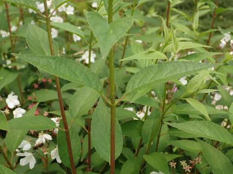 Image of slender pride of Rochester