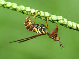 Image of Wasp Mantidfly