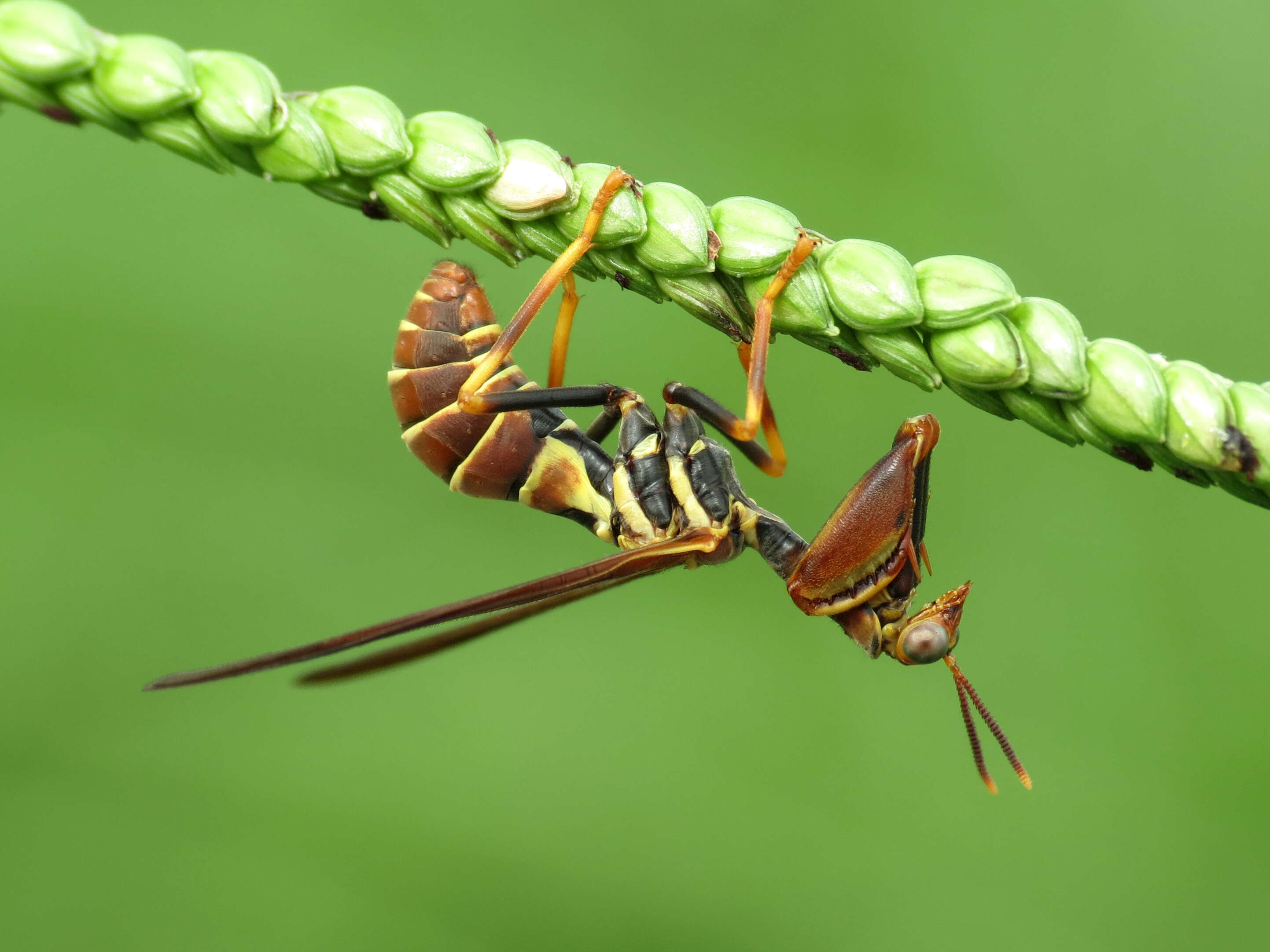 Image of Wasp Mantidfly