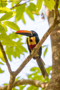 Image of Fiery-billed Aracari