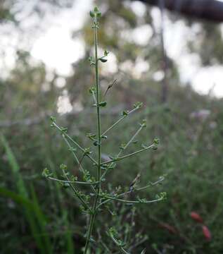 Image of Prostanthera chlorantha (F. Muell.) Benth.