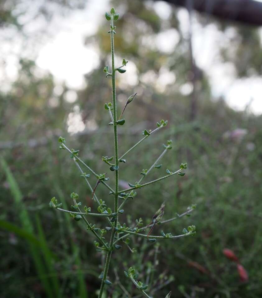 Image of Prostanthera chlorantha (F. Muell.) Benth.