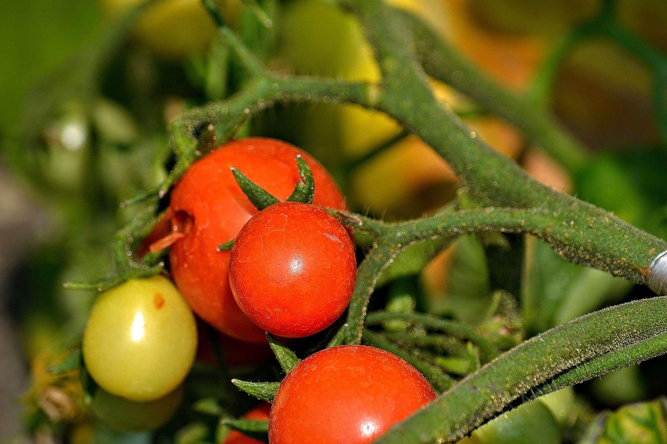 Image of tomato