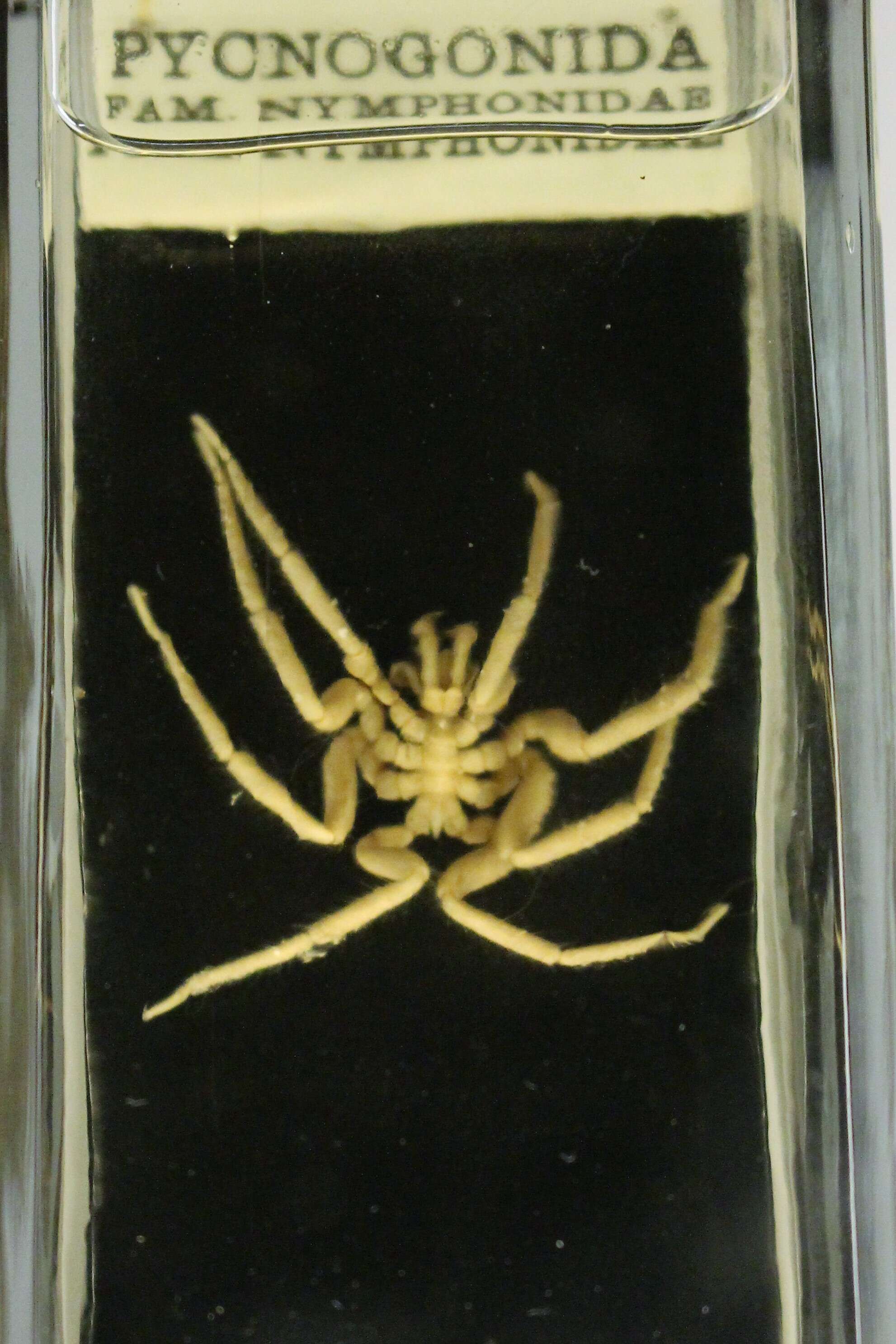 Image of sea spider