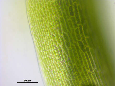 Image of denuded dicranodontium moss