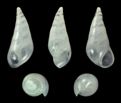 Image of Melanella Bowdich 1822