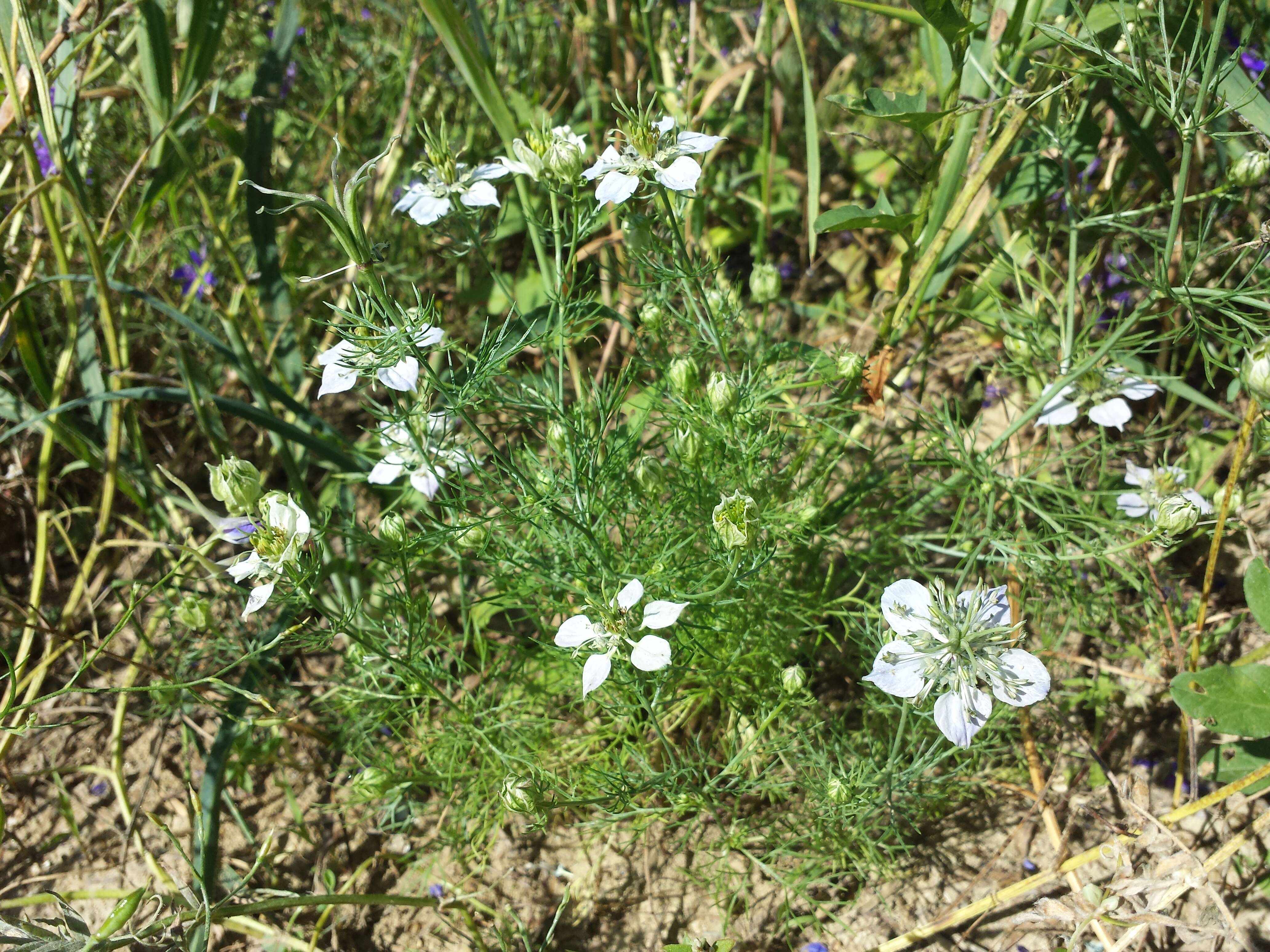 Nigella arvensis L. resmi