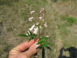 Image of Inland Wonga Vine