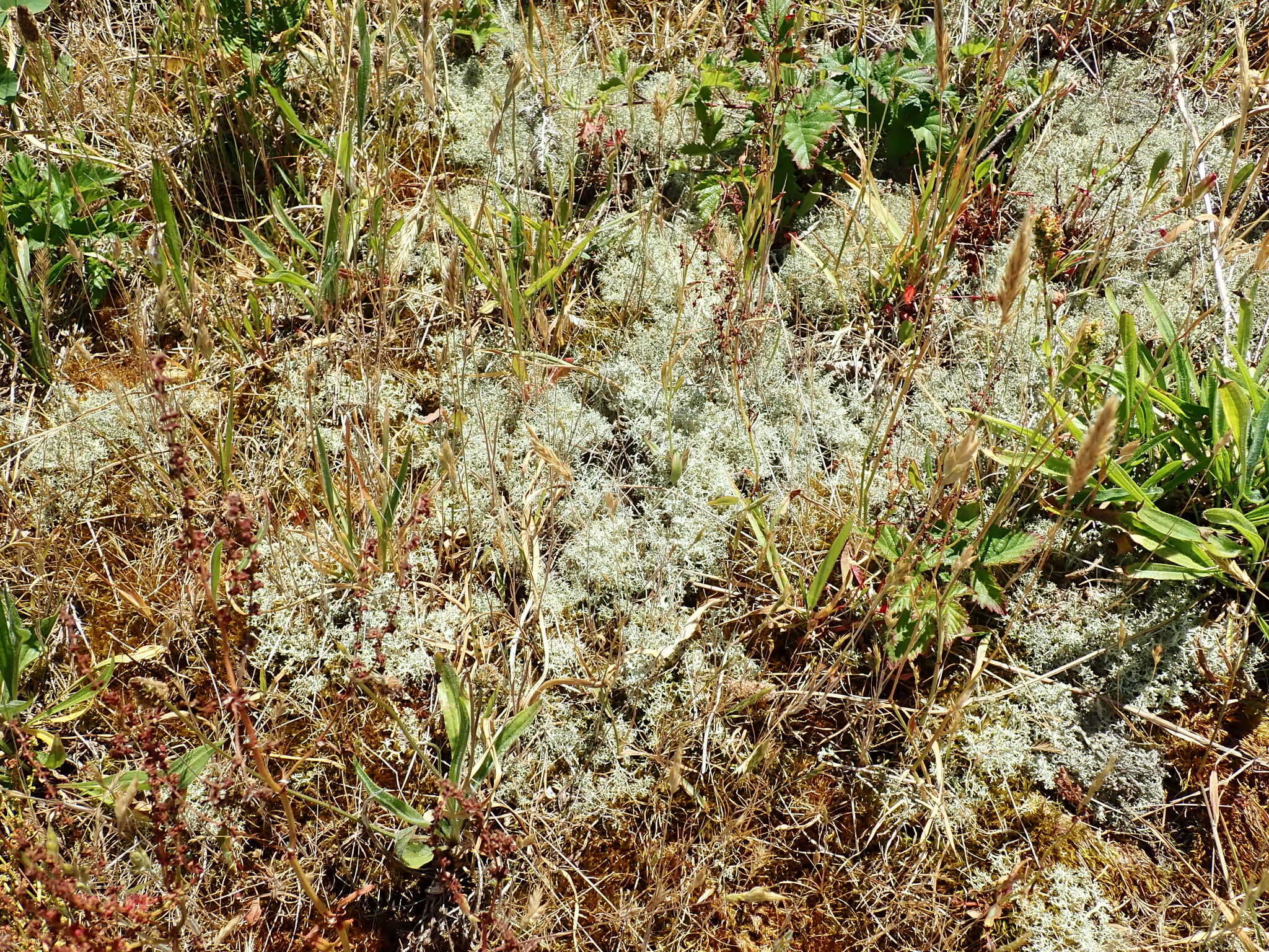 Image of Reindeer lichen