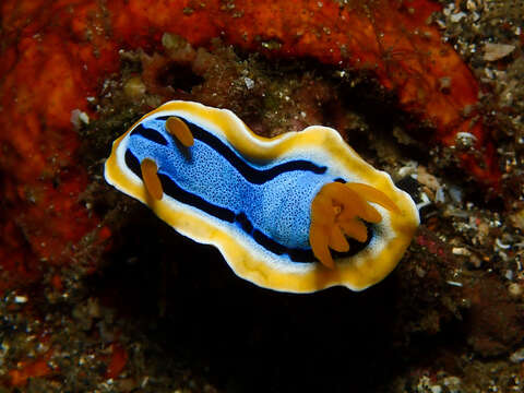 Image of Chromodoris annae Bergh 1877