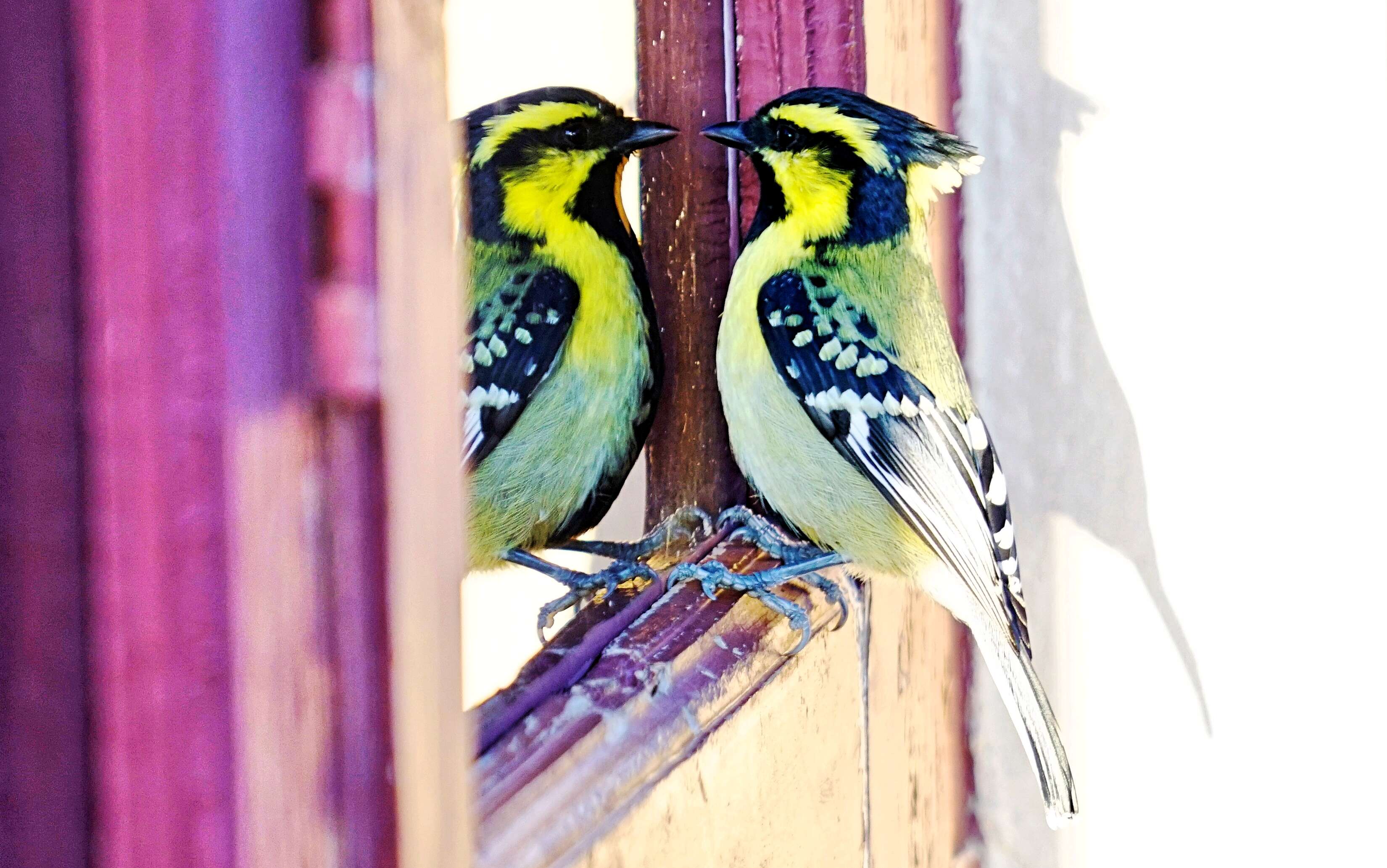 Image of Black-lored Tit