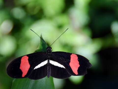 Image of Crimson Patched Longwing