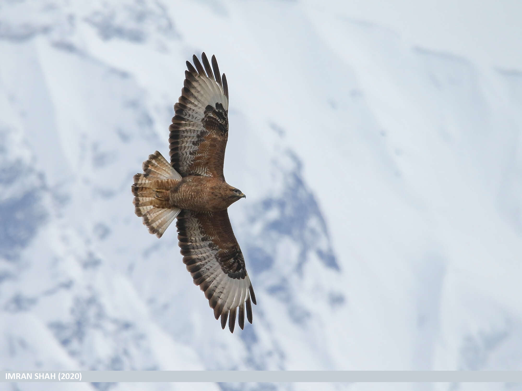 Image of Himalayan Bauzzard