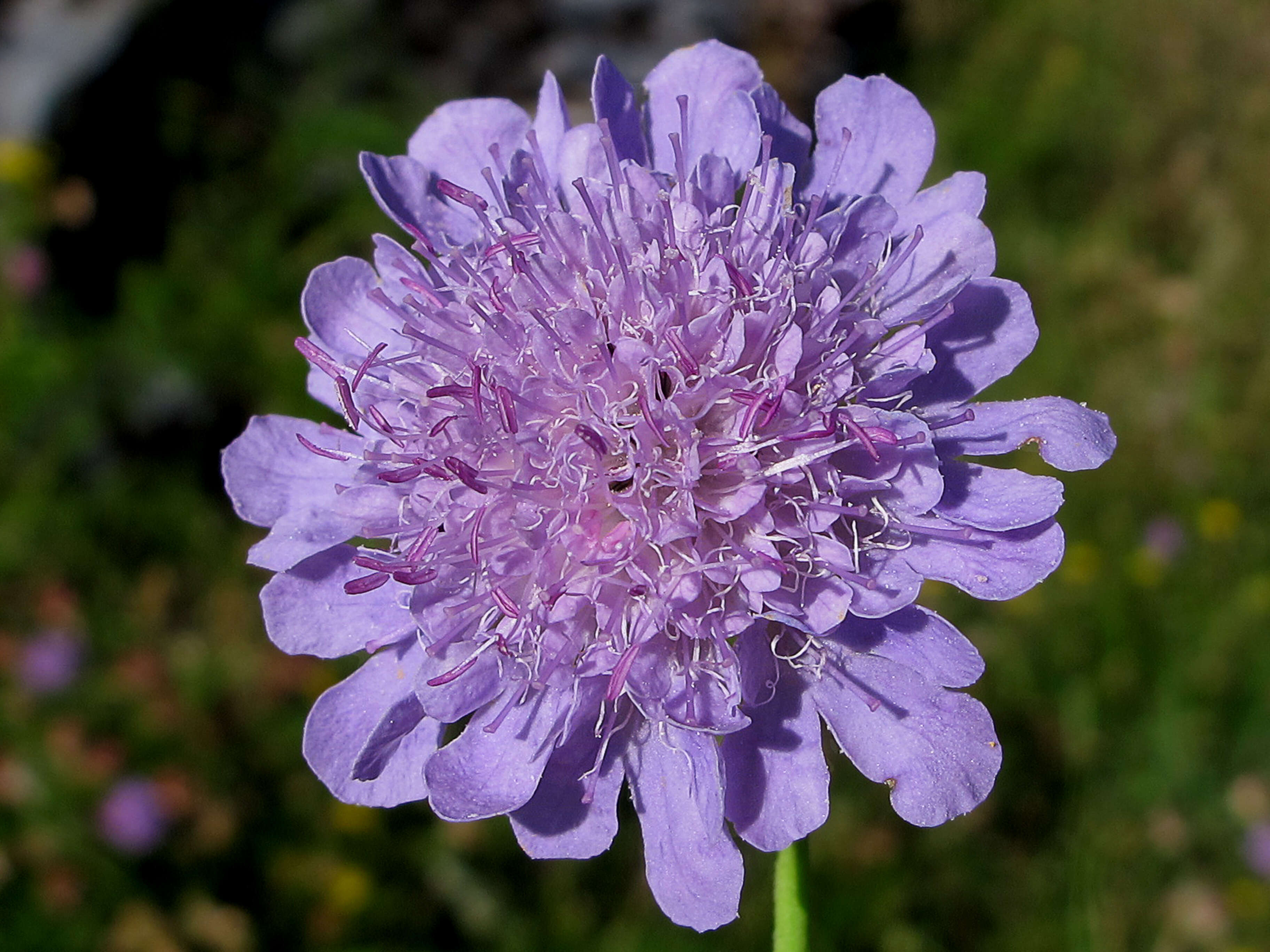 Image of dove pincushions