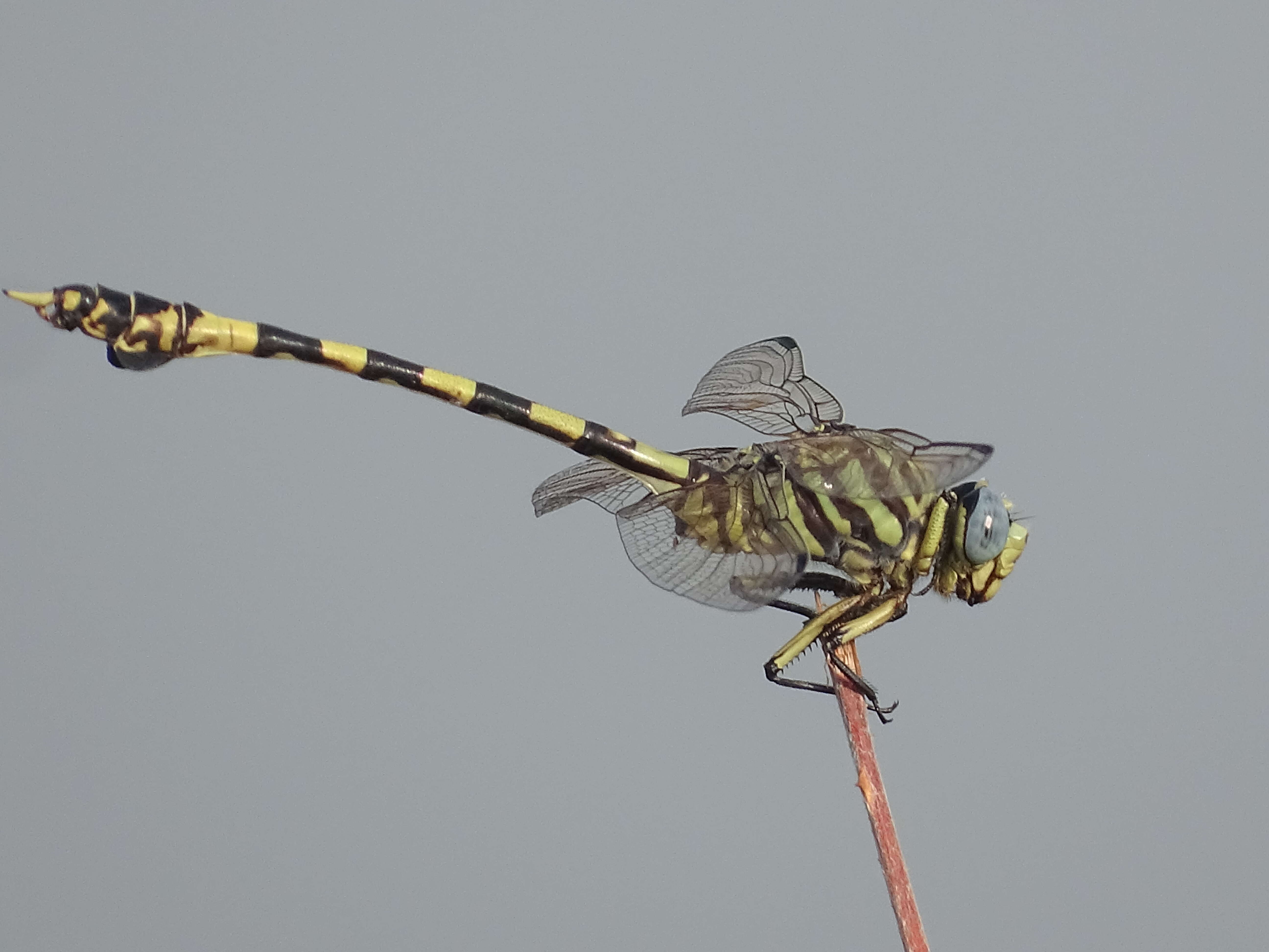 صورة Ictinogomphus ferox (Rambur 1842)