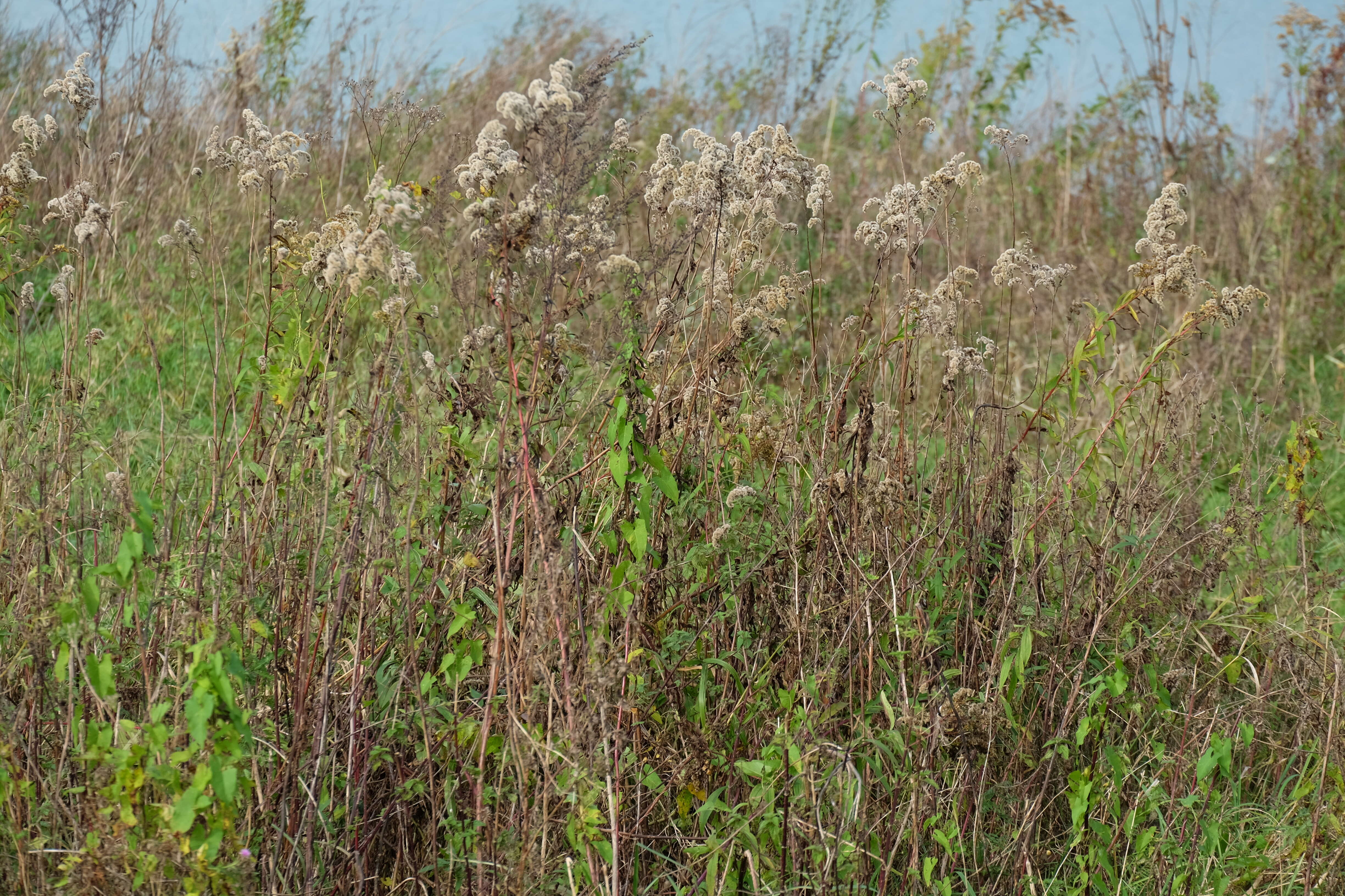 Imagem de Solidago gigantea Ait.