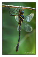 Image of Macromia irata Fraser 1924