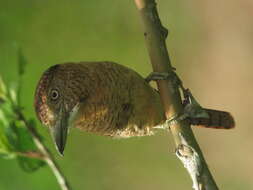 Image of Barred Puffbird