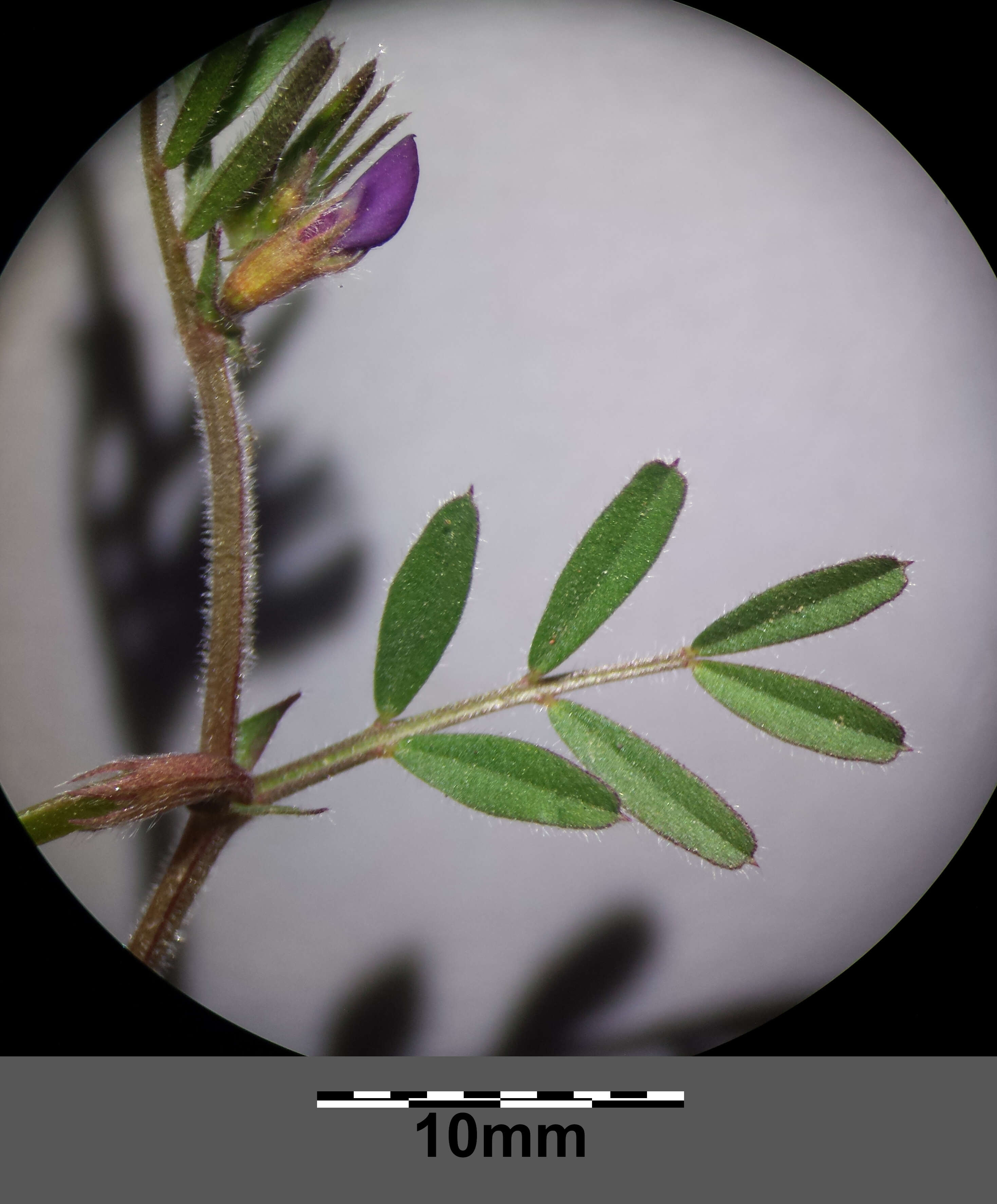 Imagem de Vicia lathyroides L.