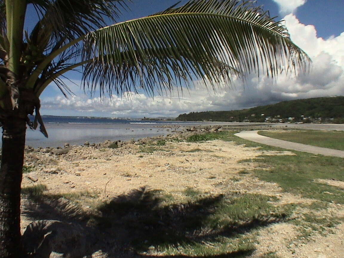 Image of coconut palm