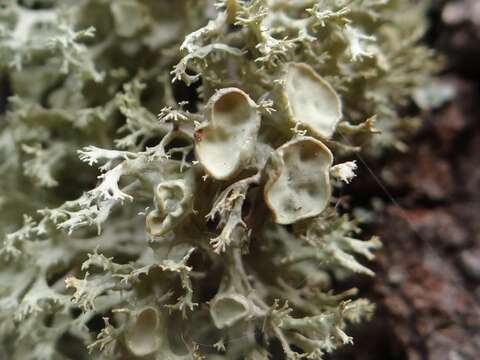 Image of Cartilage lichen