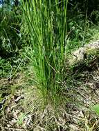 Image of variousleaf fescue