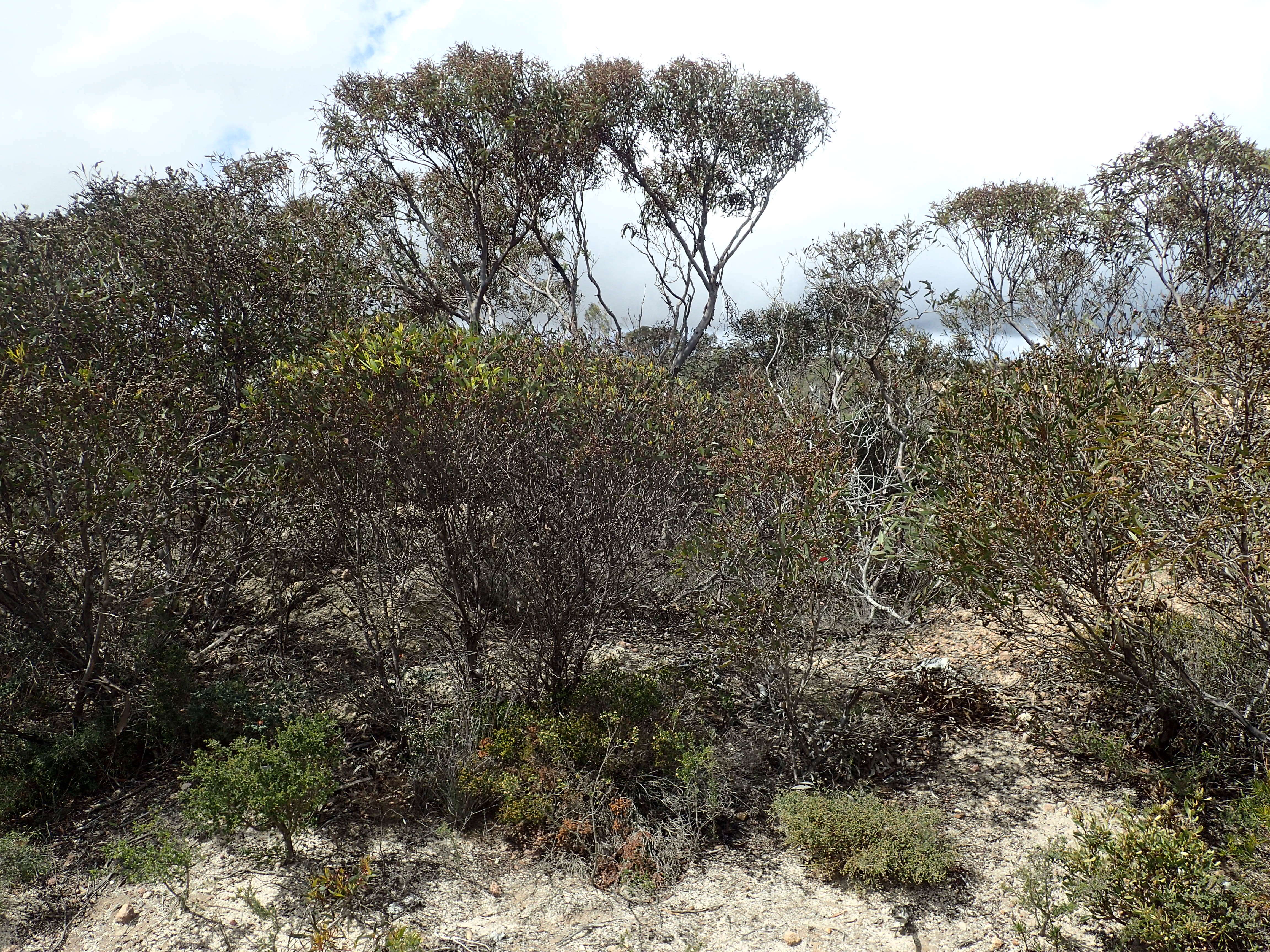 Image of Eucalyptus dissimulata M. I. H. Brooker