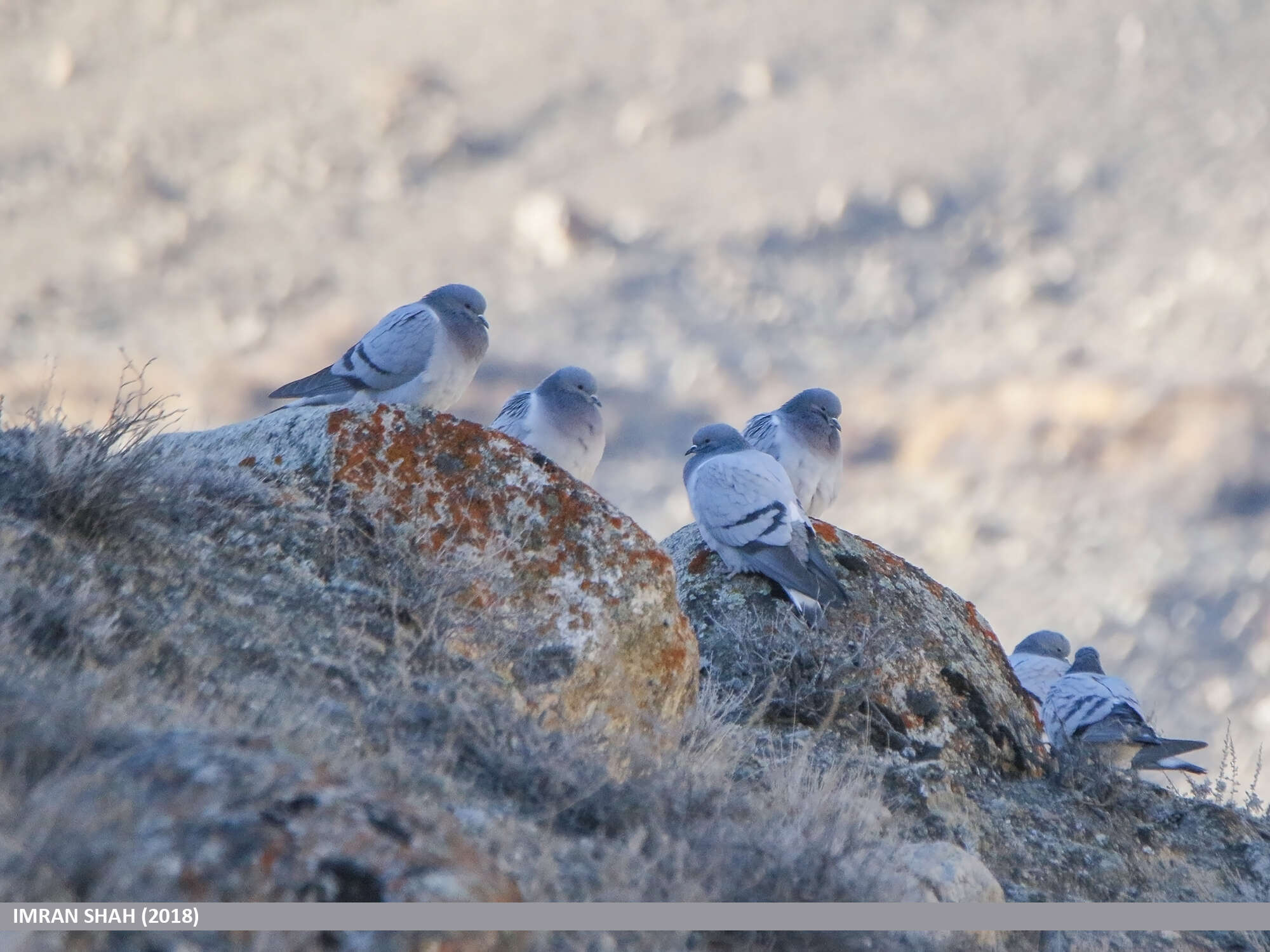 Image of Hill Pigeon