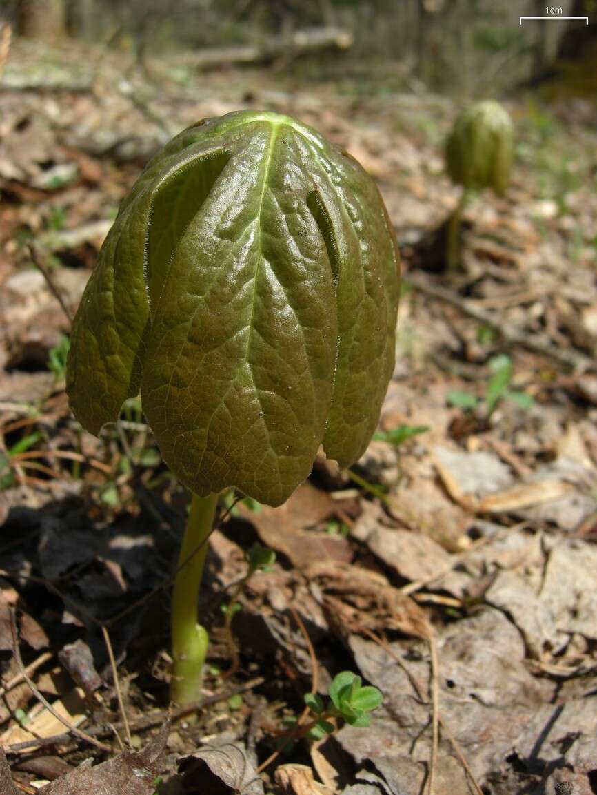 Image of mayapple