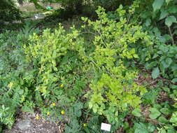 Forsythia europaea Degen & Bald. resmi