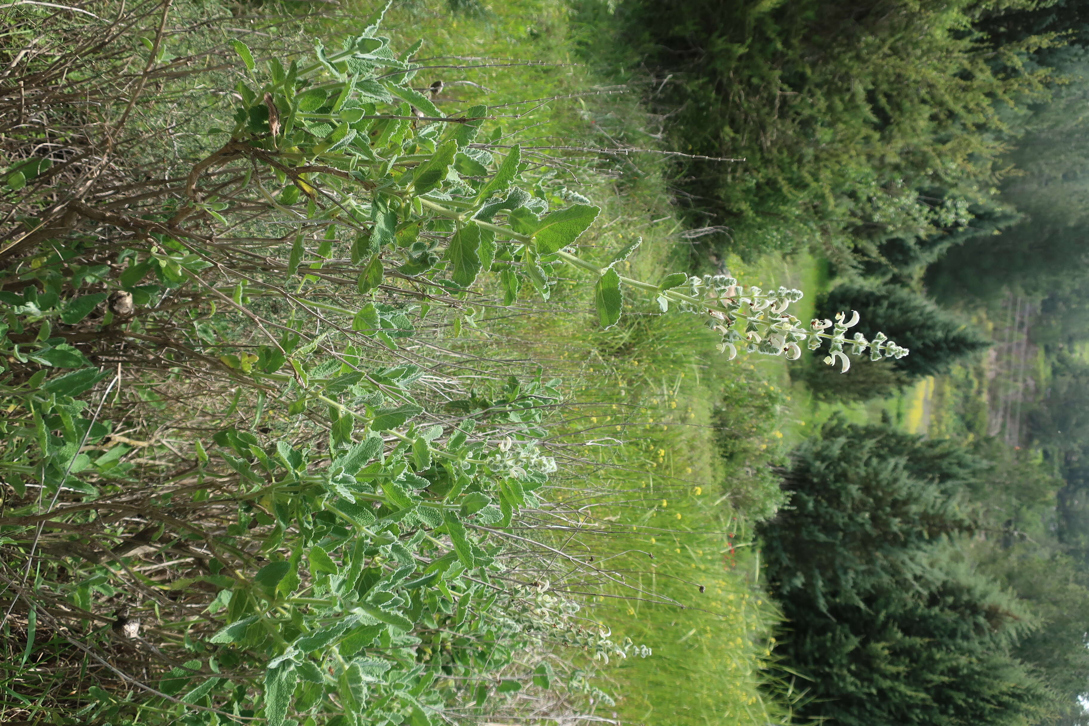 Sivun Salvia dominica L. kuva