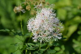 Image of Thalictrum aquilegiifolium