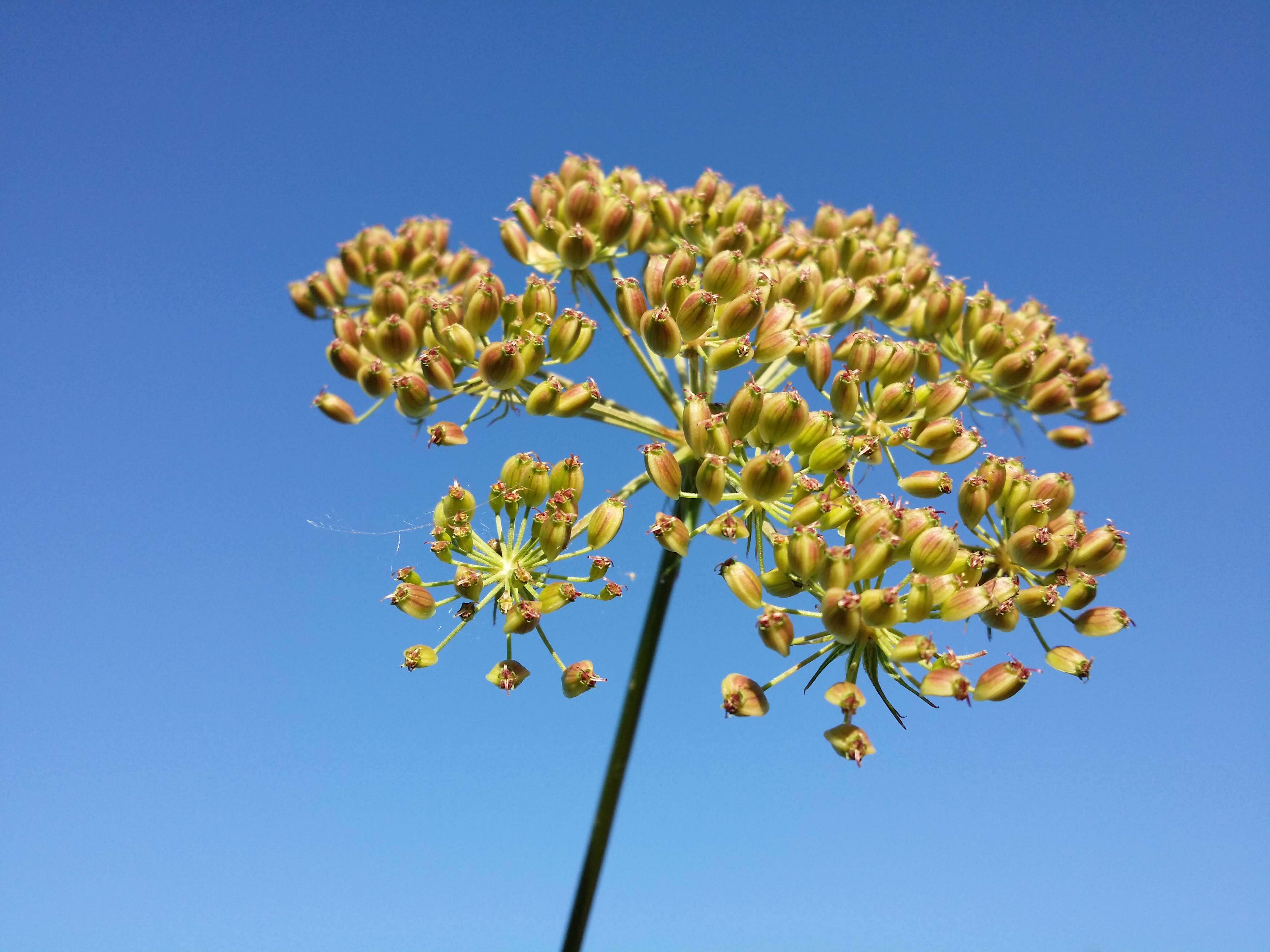 Image of Peucedanum palustre