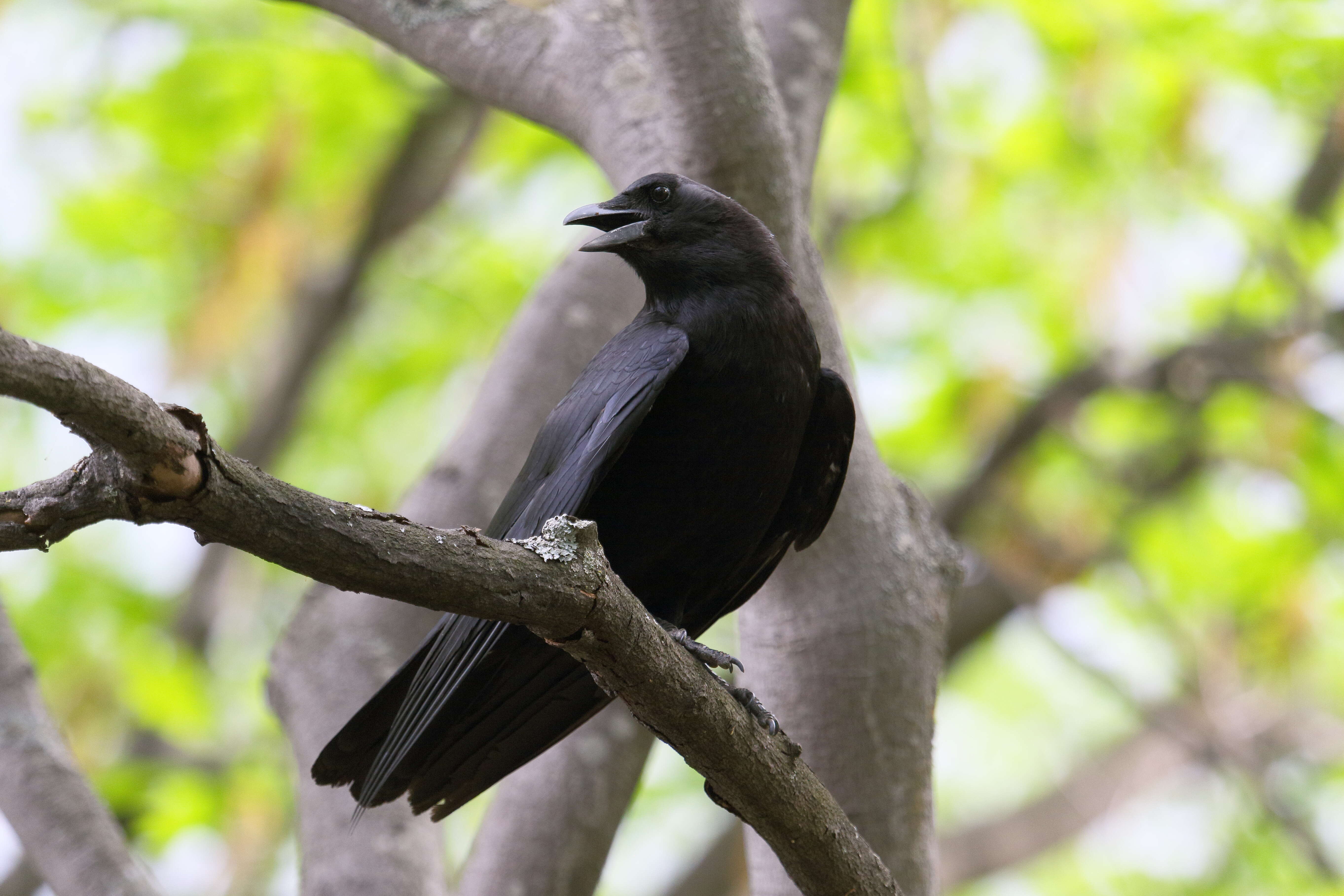 Image of American Crow