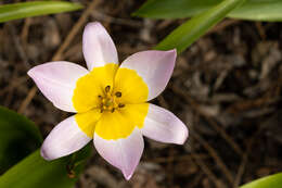 Image de Tulipa saxatilis Sieber ex Spreng.