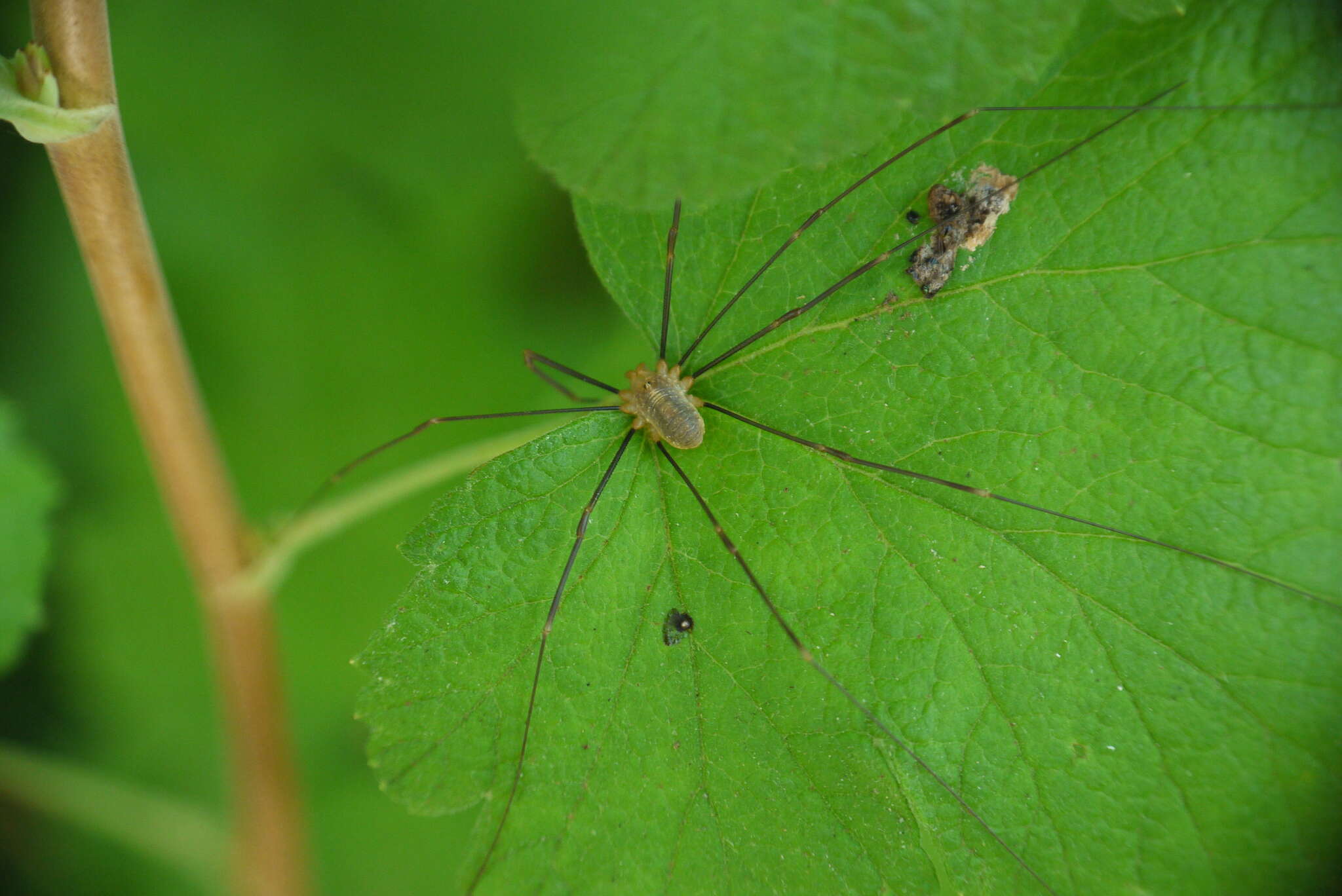 Image of Opilio canestrinii