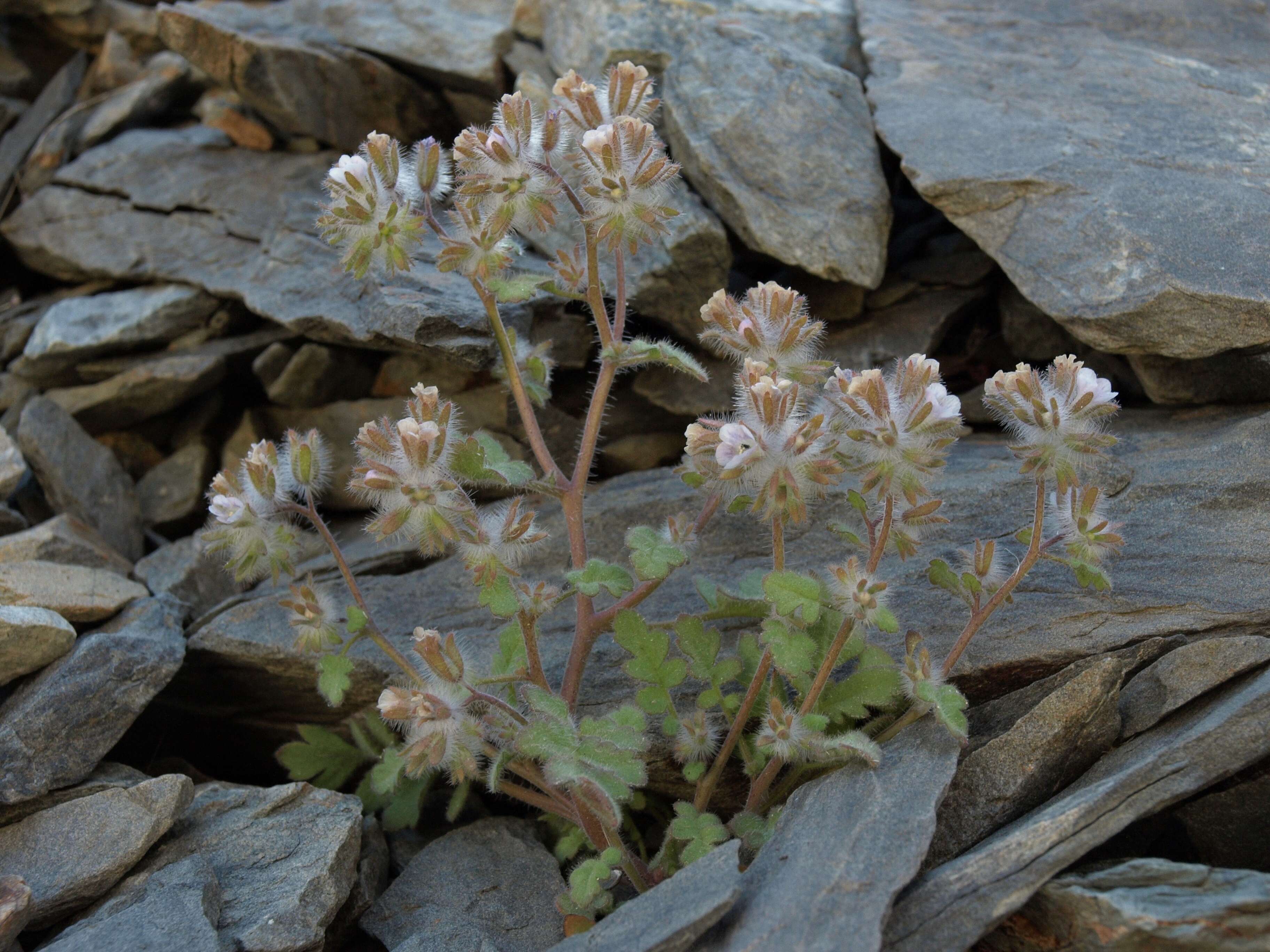 Image of hiddenflower phacelia