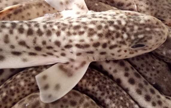 Image of Lesser Spotted Dogfish