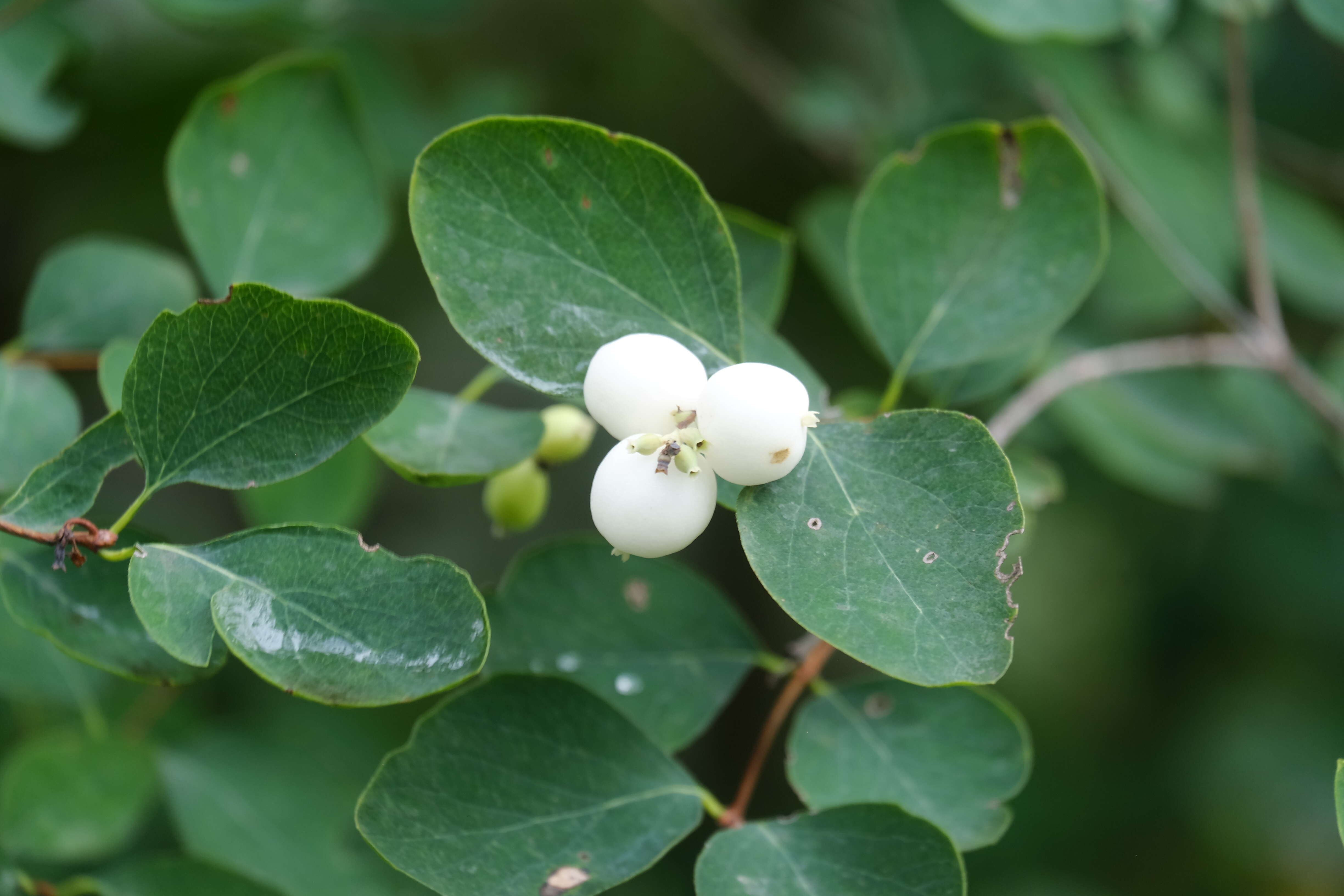 Image of common snowberry