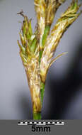 Image of quaking-grass sedge