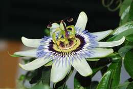 Image of Blue Passion Flower