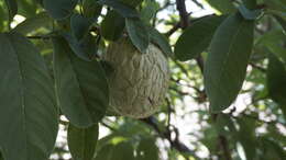 Imagem de Annona reticulata L.