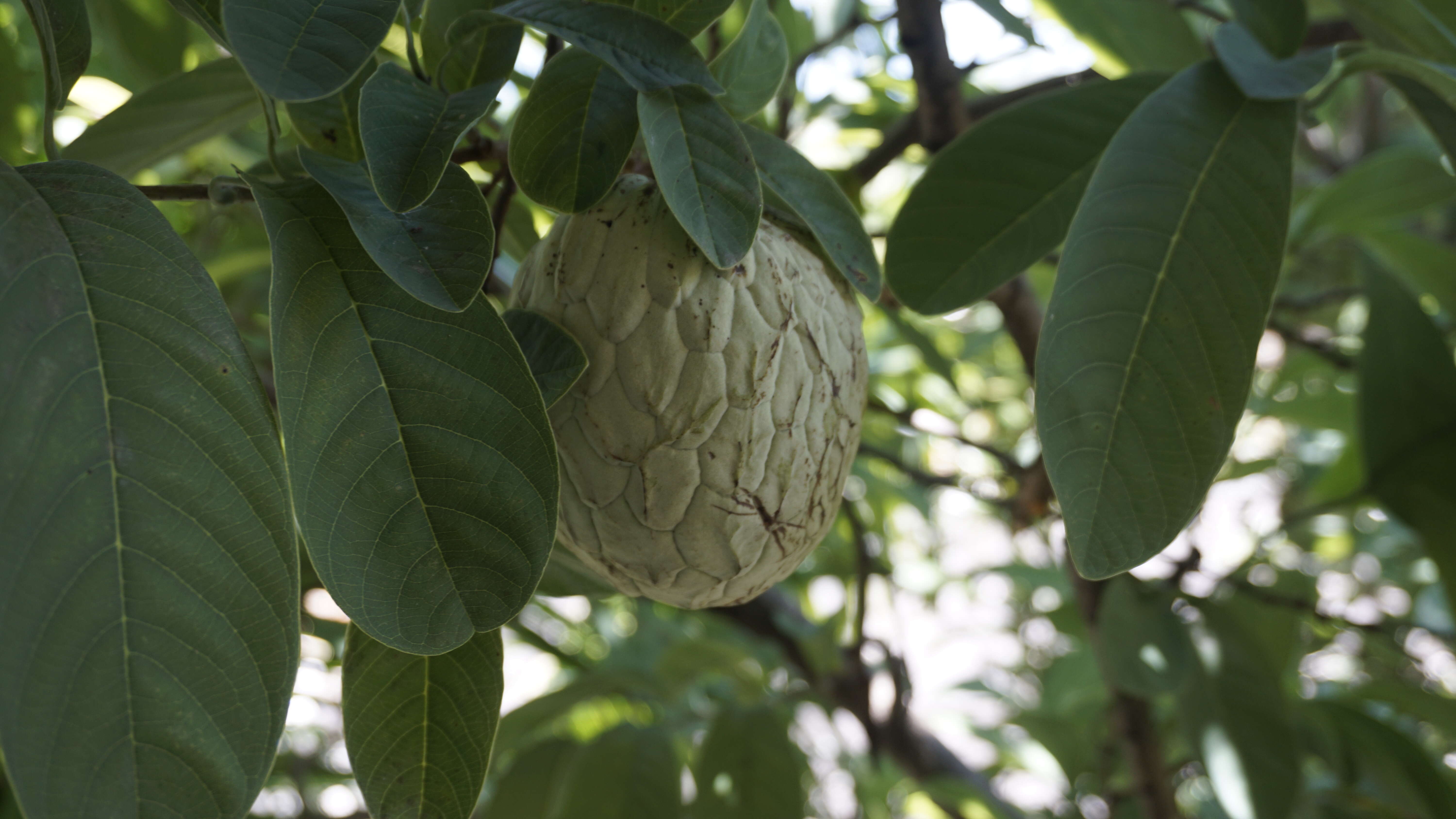 Imagem de Annona reticulata L.