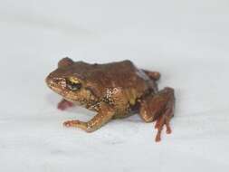 Image of Volcano Robber Frog