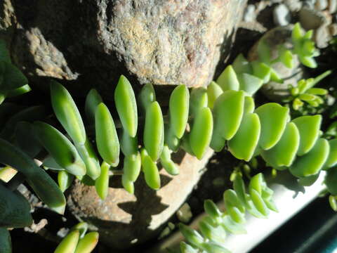 Image of Concertina plant