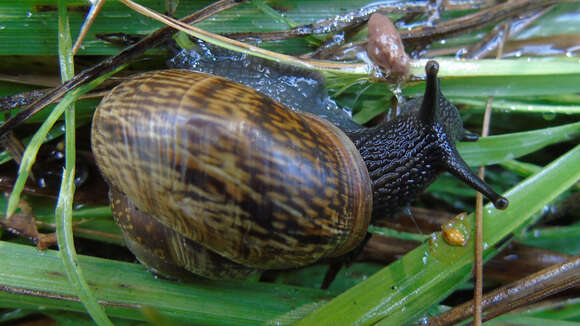 Image of Copse Snail