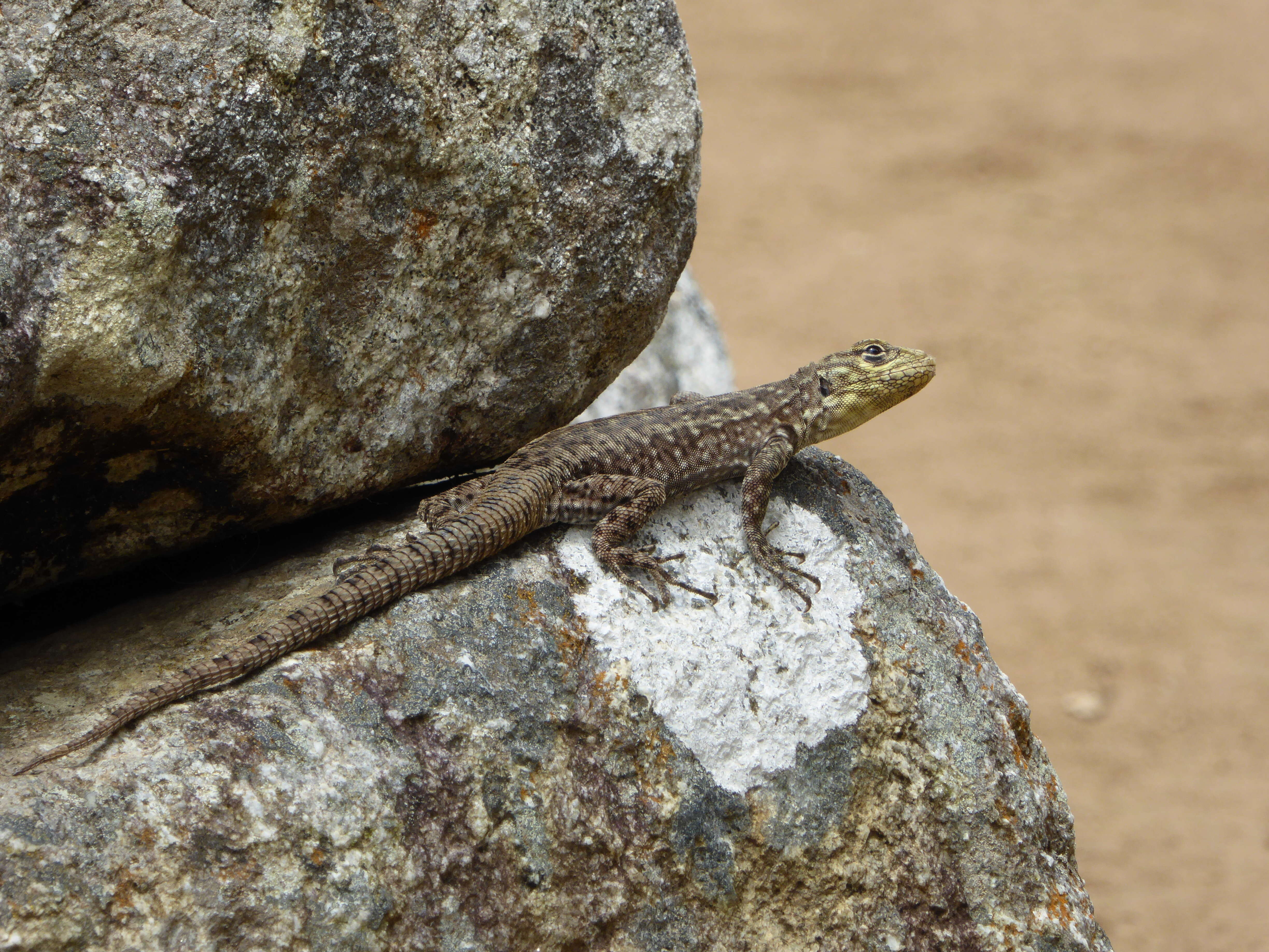 Image of Spiny Whorltail Iguana